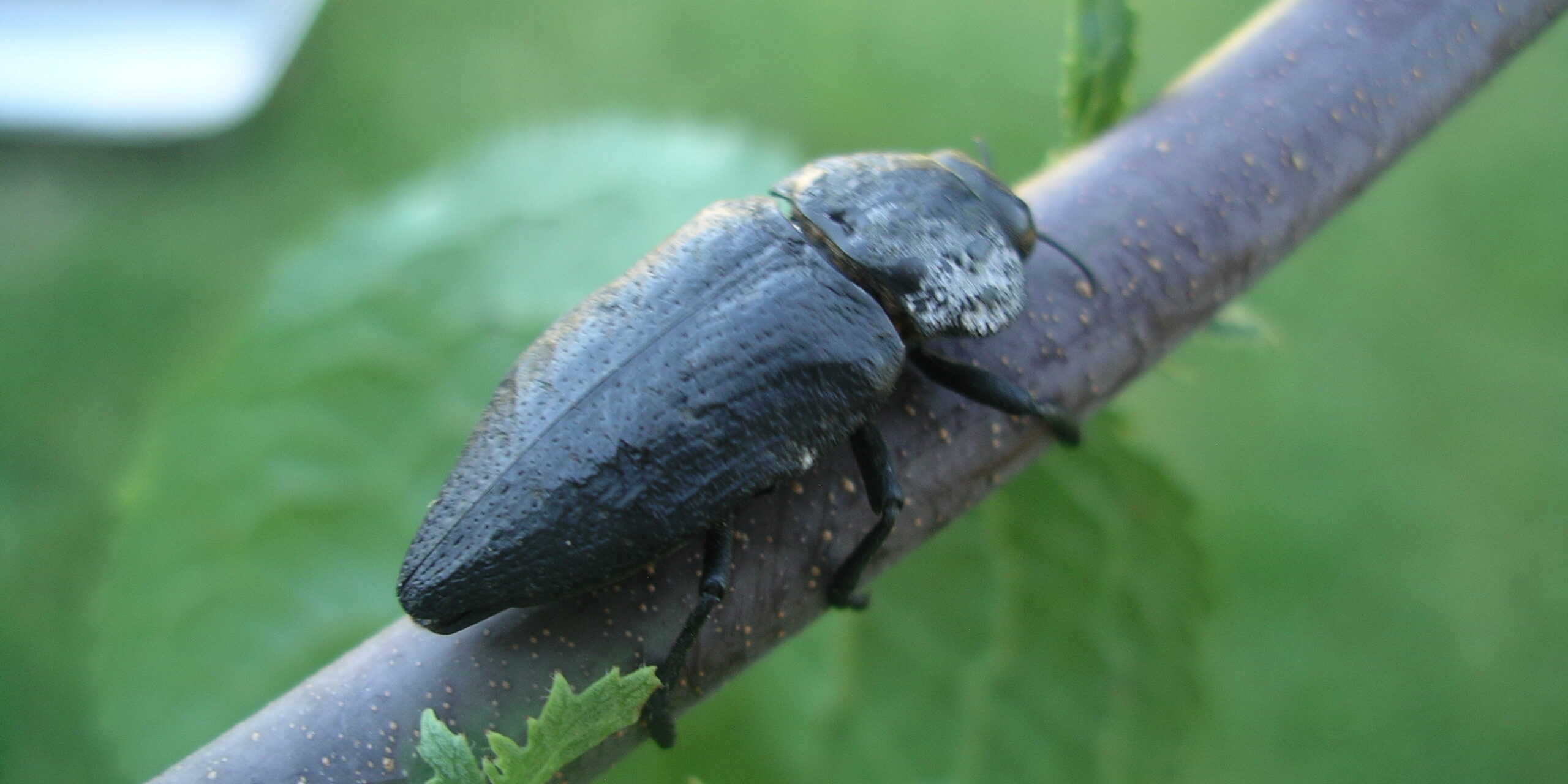 gusano_cabezudo_adulto_16 gusano_cabezudo_adulto_16