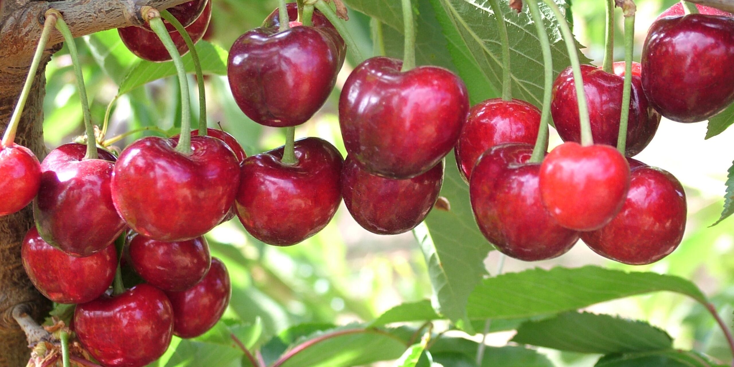 cereza2-min cereza2-min