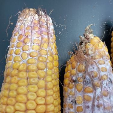 1764149002405 pequeña