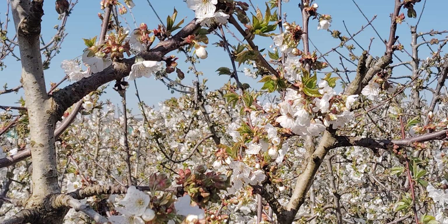 Flores_cerezo