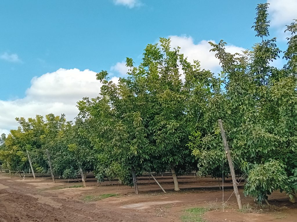 Innovación subterránea: una nueva frontera en la eficiencia hídrica para cultivos leñosos