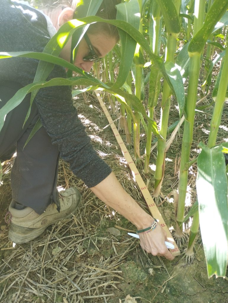 Aflatoxinas, una visita inesperada para el maíz aragonés.