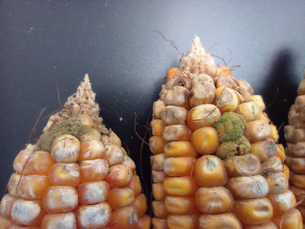 Jornada técnica: Aflatoxinas en maíz