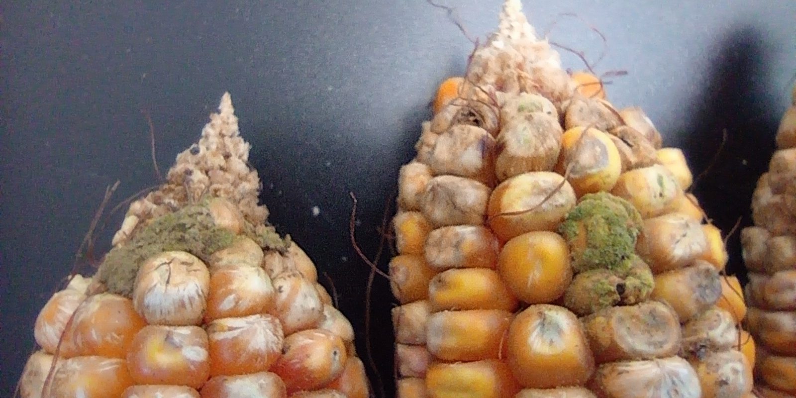 aflatoxinas