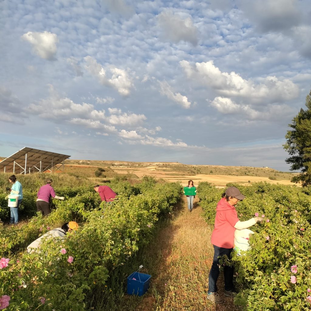 Aromatic: Un proyecto desde Teruel que huele muy bien.
